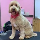 Business 11 image WOOF GANG BAKERY & GROOMING LAKE MARY in Lake Mary FL