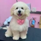 Business 12 image WOOF GANG BAKERY & GROOMING LAKE MARY in Lake Mary FL