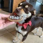 Business 14 image WOOF GANG BAKERY & GROOMING LAKE MARY in Lake Mary FL