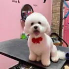 Business 15 image WOOF GANG BAKERY & GROOMING LAKE MARY in Lake Mary FL