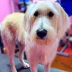 Business 1 image WOOF GANG BAKERY & GROOMING SOUTH TAMPA price of canned dog food in Tampa FL