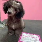 Business 2 image WOOF GANG BAKERY & GROOMING SOUTH TAMPA price of canned dog food in Tampa FL