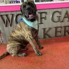 Business 3 image WOOF GANG BAKERY & GROOMING SOUTH TAMPA price of canned dog food in Tampa FL