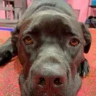 Business 4 image WOOF GANG BAKERY & GROOMING SOUTH TAMPA price of canned dog food in Tampa FL