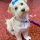 Business 5 image WOOF GANG BAKERY & GROOMING SOUTH TAMPA price of canned dog food in Tampa FL