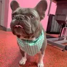 Business 6 image WOOF GANG BAKERY & GROOMING SOUTH TAMPA price of canned dog food in Tampa FL