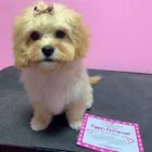 Business 7 image WOOF GANG BAKERY & GROOMING SOUTH TAMPA price of canned dog food in Tampa FL