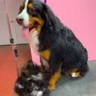 Business 8 image WOOF GANG BAKERY & GROOMING SOUTH TAMPA price of canned dog food in Tampa FL