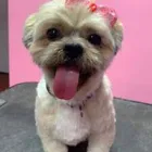 Business 9 image WOOF GANG BAKERY & GROOMING SOUTH TAMPA price of canned dog food in Tampa FL