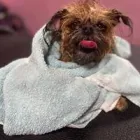 Business 10 image WOOF GANG BAKERY & GROOMING SOUTH TAMPA price of canned dog food in Tampa FL