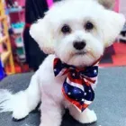 Business 11 image WOOF GANG BAKERY & GROOMING SOUTH TAMPA price of canned dog food in Tampa FL