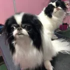 Business 12 image WOOF GANG BAKERY & GROOMING SOUTH TAMPA price of canned dog food in Tampa FL