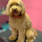 Business 13 image WOOF GANG BAKERY & GROOMING SOUTH TAMPA price of canned dog food in Tampa FL