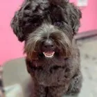 Business 14 image WOOF GANG BAKERY & GROOMING SOUTH TAMPA price of canned dog food in Tampa FL