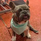 Business 15 image WOOF GANG BAKERY & GROOMING SOUTH TAMPA price of canned dog food in Tampa FL