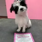 Business 16 image WOOF GANG BAKERY & GROOMING SOUTH TAMPA price of canned dog food in Tampa FL