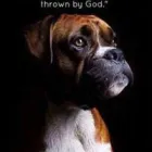 Business 2 image WOOF GANG BAKERY ORLANDO INTERNATIONAL AIRPORT in Orlando FL