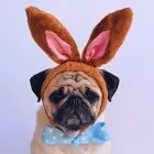 Business 3 image WOOF GANG BAKERY ORLANDO INTERNATIONAL AIRPORT in Orlando FL