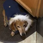 Business 4 image WOOF GANG BAKERY ORLANDO INTERNATIONAL AIRPORT in Orlando FL