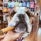 Business 6 image WOOF GANG BAKERY ORLANDO INTERNATIONAL AIRPORT in Orlando FL