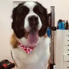 Business 7 image WOOF GANG BAKERY ORLANDO INTERNATIONAL AIRPORT in Orlando FL