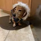 Business 8 image WOOF GANG BAKERY ORLANDO INTERNATIONAL AIRPORT in Orlando FL