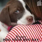 Business 10 image WOOF GANG BAKERY ORLANDO INTERNATIONAL AIRPORT in Orlando FL