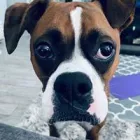 Business 11 image WOOF GANG BAKERY ORLANDO INTERNATIONAL AIRPORT in Orlando FL