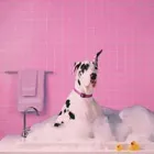 Business 13 image WOOF GANG BAKERY ORLANDO INTERNATIONAL AIRPORT in Orlando FL