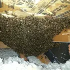 Business 1 image YOUR SAN DIEGO BEEKEEPER Pest Control Service in San Diego CA