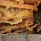 Business 2 image YOUR SAN DIEGO BEEKEEPER Pest Control Service in San Diego CA