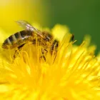 Business 3 image YOUR SAN DIEGO BEEKEEPER Pest Control Service in San Diego CA