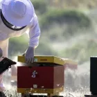 Business 4 image YOUR SAN DIEGO BEEKEEPER Pest Control Service in San Diego CA