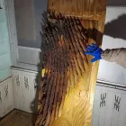 Business 5 image YOUR SAN DIEGO BEEKEEPER Pest Control Service in San Diego CA