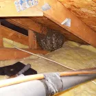 Business 6 image YOUR SAN DIEGO BEEKEEPER Pest Control Service in San Diego CA