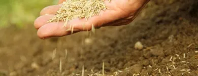 Business 2 image COLLINS LAWN CARE in Wheat Ridge CO