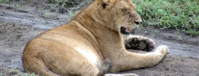 Business 3 image DOMESTIC TOURISM SAFARIS PROMTIONAL COMPANY Travel & Tourism in New York NY