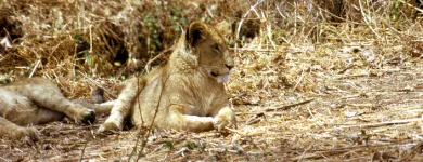 Business 4 image DOMESTIC TOURISM SAFARIS PROMTIONAL COMPANY Travel & Tourism in New York NY