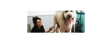 Business 2 image DUNK'N DOGS DOG WASH Pets & Animals in San Diego CA