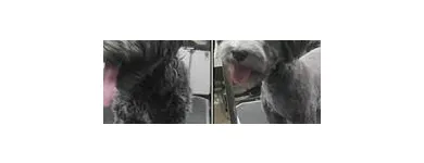 Business 4 image DUNK'N DOGS DOG WASH Pets & Animals in San Diego CA