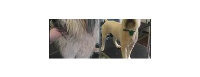 Business 6 image DUNK'N DOGS DOG WASH Pets & Animals in San Diego CA