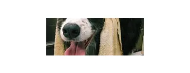 Business 7 image DUNK'N DOGS DOG WASH Pets & Animals in San Diego CA