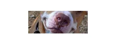 Business 8 image DUNK'N DOGS DOG WASH Pets & Animals in San Diego CA