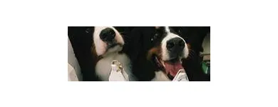 Business 10 image DUNK'N DOGS DOG WASH Pets & Animals in San Diego CA