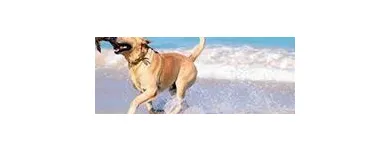 Business 13 image DUNK'N DOGS DOG WASH Pets & Animals in San Diego CA