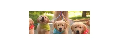 Business 14 image DUNK'N DOGS DOG WASH Pets & Animals in San Diego CA