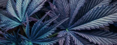 Business 1 image FROM THE EARTH MEDICAL MARIJUANA DISPENSARY BROOKSIDE in Kansas City MO