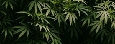 Business 3 image FROM THE EARTH MEDICAL MARIJUANA DISPENSARY BROOKSIDE in Kansas City MO