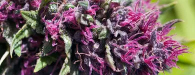 Business 5 image FROM THE EARTH MEDICAL MARIJUANA DISPENSARY BROOKSIDE in Kansas City MO