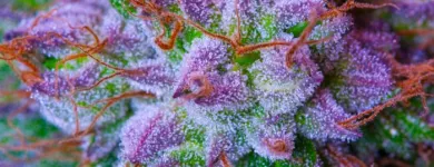 Business 8 image FROM THE EARTH MEDICAL MARIJUANA DISPENSARY BROOKSIDE in Kansas City MO